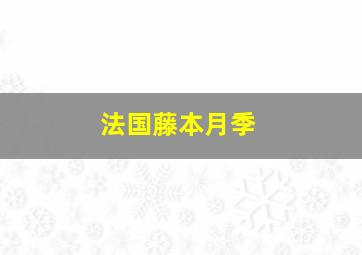 法国藤本月季