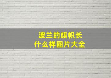 波兰的旗帜长什么样图片大全