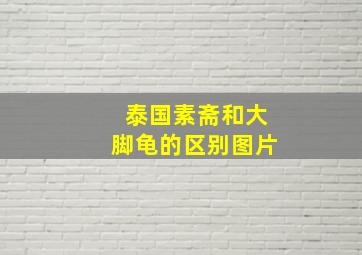 泰国素斋和大脚龟的区别图片