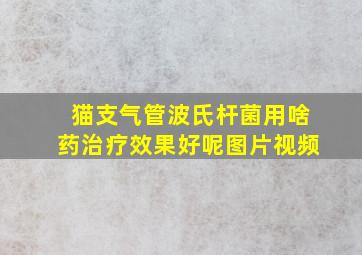 猫支气管波氏杆菌用啥药治疗效果好呢图片视频