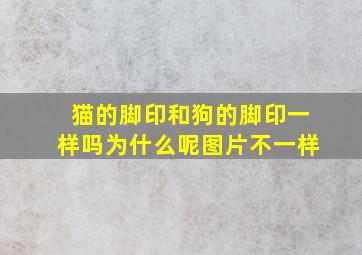 猫的脚印和狗的脚印一样吗为什么呢图片不一样