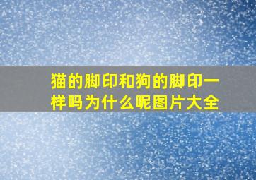 猫的脚印和狗的脚印一样吗为什么呢图片大全