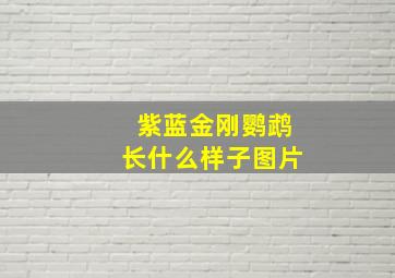 紫蓝金刚鹦鹉长什么样子图片