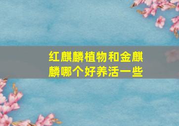 红麒麟植物和金麒麟哪个好养活一些