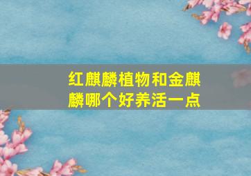 红麒麟植物和金麒麟哪个好养活一点