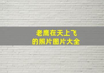 老鹰在天上飞的照片图片大全