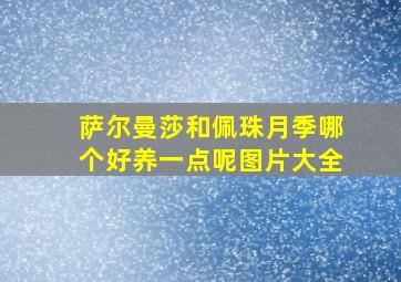 萨尔曼莎和佩珠月季哪个好养一点呢图片大全