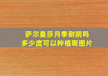 萨尔曼莎月季耐阴吗多少度可以种植呢图片