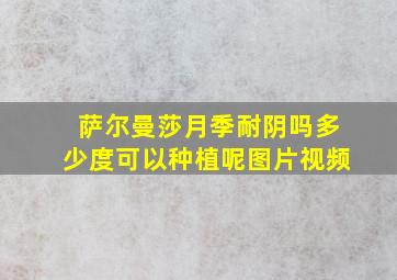 萨尔曼莎月季耐阴吗多少度可以种植呢图片视频