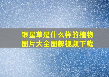 银星草是什么样的植物图片大全图解视频下载