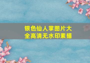 银色仙人掌图片大全高清无水印素描