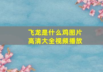 飞龙是什么鸡图片高清大全视频播放