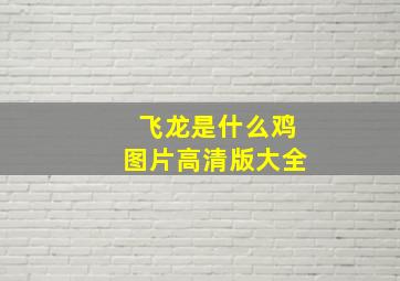 飞龙是什么鸡图片高清版大全