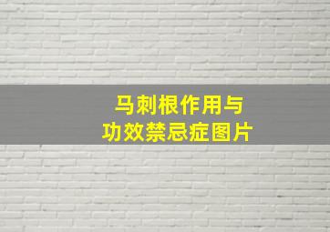 马刺根作用与功效禁忌症图片