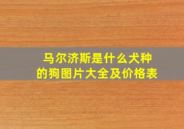 马尔济斯是什么犬种的狗图片大全及价格表