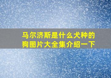 马尔济斯是什么犬种的狗图片大全集介绍一下