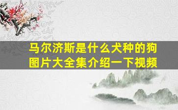 马尔济斯是什么犬种的狗图片大全集介绍一下视频