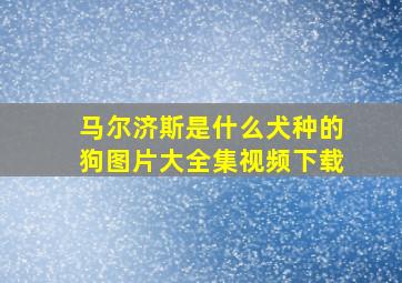 马尔济斯是什么犬种的狗图片大全集视频下载