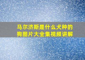 马尔济斯是什么犬种的狗图片大全集视频讲解