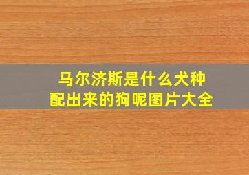 马尔济斯是什么犬种配出来的狗呢图片大全