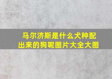 马尔济斯是什么犬种配出来的狗呢图片大全大图