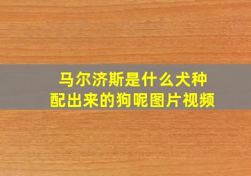 马尔济斯是什么犬种配出来的狗呢图片视频