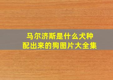 马尔济斯是什么犬种配出来的狗图片大全集