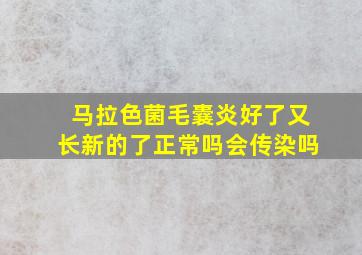 马拉色菌毛囊炎好了又长新的了正常吗会传染吗