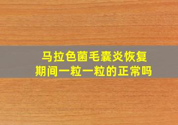 马拉色菌毛囊炎恢复期间一粒一粒的正常吗