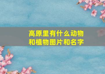 高原里有什么动物和植物图片和名字