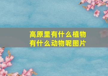 高原里有什么植物有什么动物呢图片