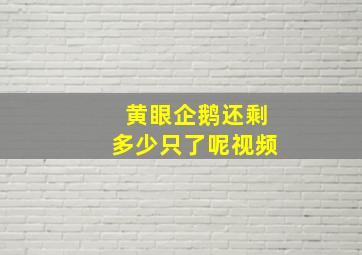 黄眼企鹅还剩多少只了呢视频