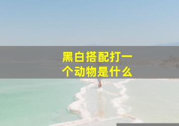 黑白搭配打一个动物是什么