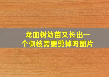 龙血树幼苗又长出一个侧枝需要剪掉吗图片