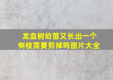 龙血树幼苗又长出一个侧枝需要剪掉吗图片大全