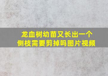 龙血树幼苗又长出一个侧枝需要剪掉吗图片视频