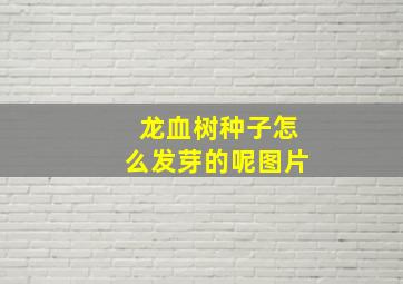 龙血树种子怎么发芽的呢图片