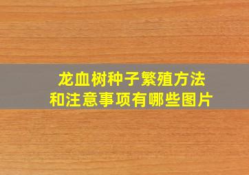 龙血树种子繁殖方法和注意事项有哪些图片